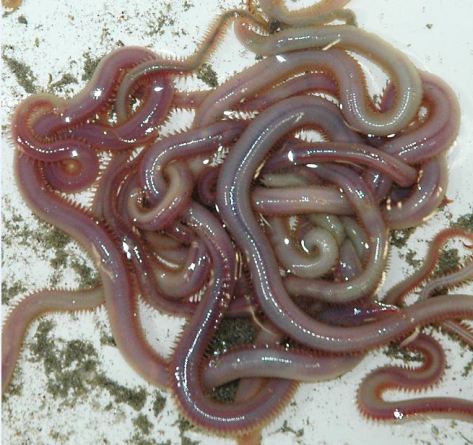 The venom system of bloodworms